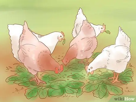 Помогите заклеванному цыпленку с раной Шаг 14