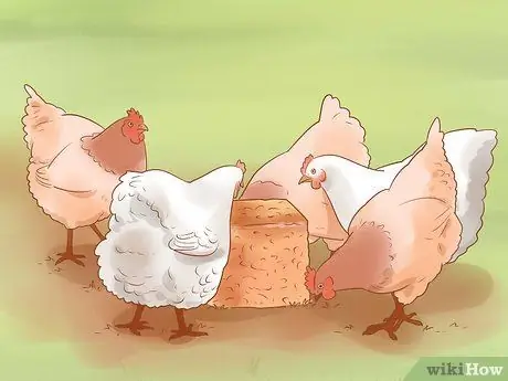 Помогите заклеванному цыпленку с раной Шаг 15