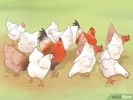 Помогите заклеванному цыпленку с раной Шаг 16