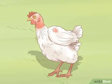 Помогите заклеванному цыпленку с раной Шаг 2