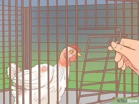 Помогите заклеванному цыпленку с раной Шаг 3