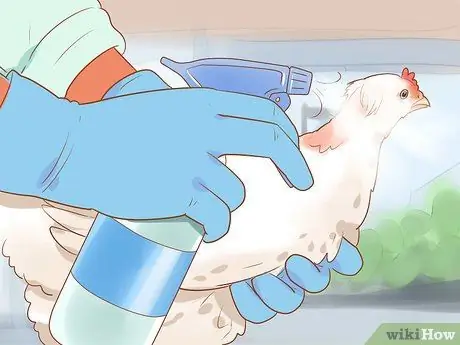 Помогите заклеванному цыпленку с раной Шаг 7