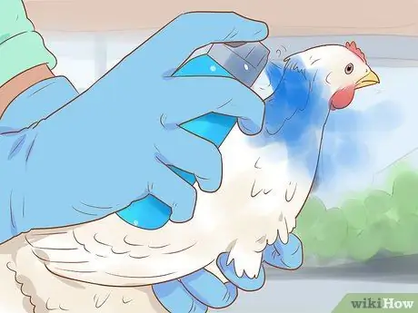 Помогите заклеванному цыпленку с раной Шаг 8