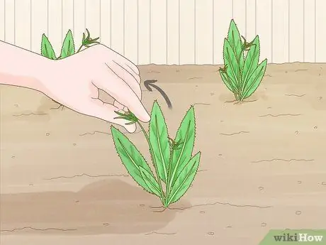 Выращивание Eryngium Foetidum Шаг 11