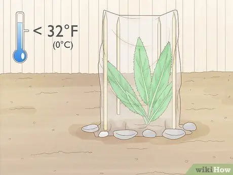 Выращивание Eryngium Foetidum Шаг 12