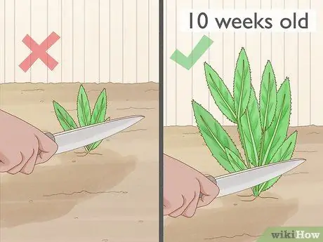 Выращивание Eryngium Foetidum Шаг 13