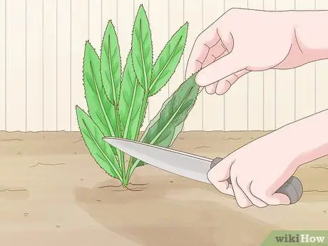 Выращивание Eryngium Foetidum Шаг 14