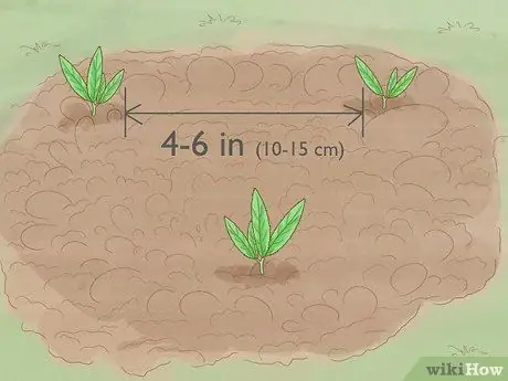 Выращивание Eryngium Foetidum Шаг 8