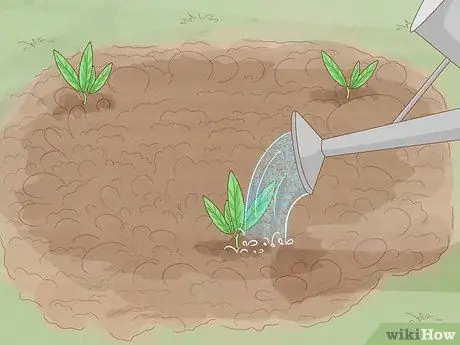 Выращивание Eryngium Foetidum Шаг 9