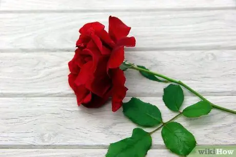 Приготовить розовое масло, шаг 1