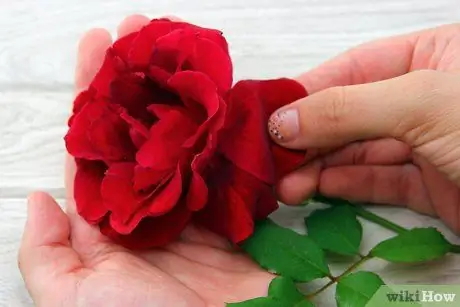 Приготовить розовое масло, шаг 2