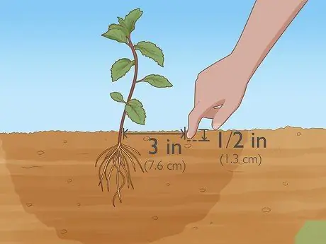 Водные травы Шаг 1