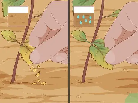 Водные травы Шаг 2