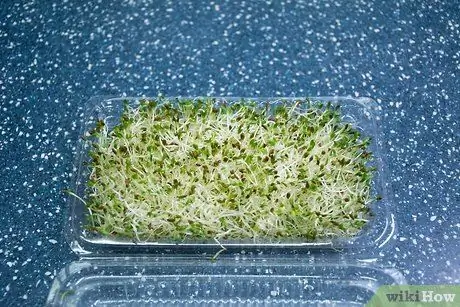 Ешьте ростки люцерны, шаг 1