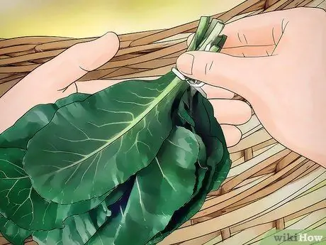 Купить Collard Greens Step 5