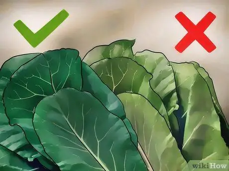 Купить Collard Greens Step 6