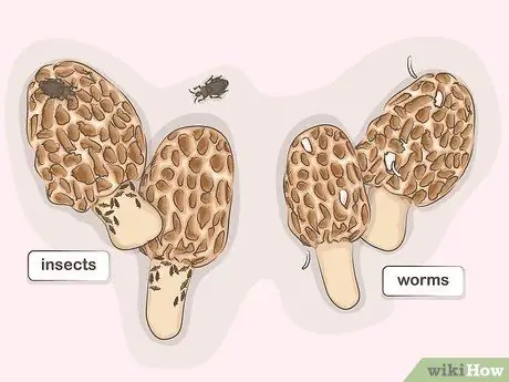 Готовим со сморчками Шаг 3