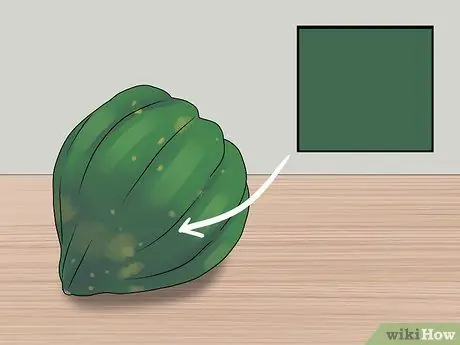 Купить Acorn Squash Step 1