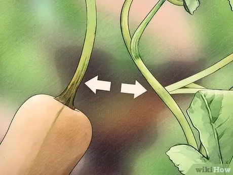 Выберите между зимними кабачками, шаг 2