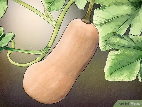 Выберите между зимними кабачками, шаг 6