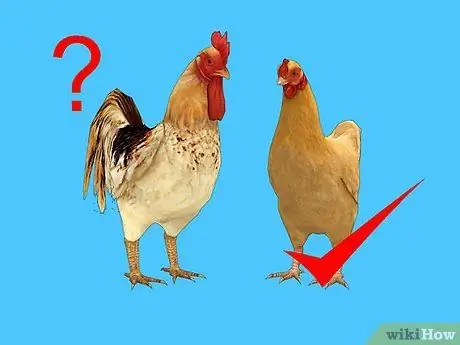Органическое кормление цыплят Шаг 12 Органическое кормление цыплят Шаг 12