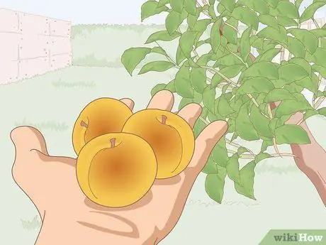 Сушеные абрикосы снаружи, шаг 1