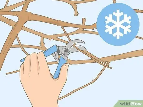 Обрезка виноградных лоз на зиму Шаг 1