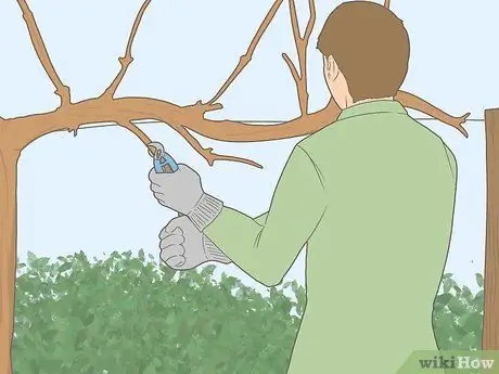 Обрезка виноградных лоз на зиму Шаг 4