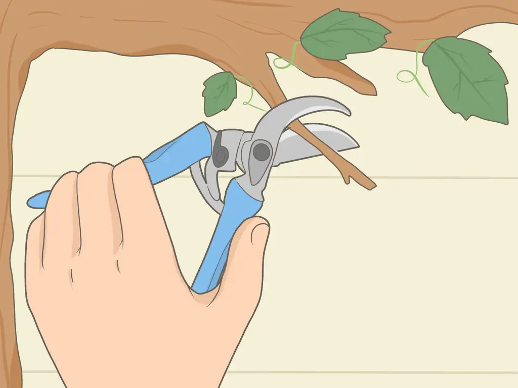 3 простых способа обрезки виноградной лозы на зиму