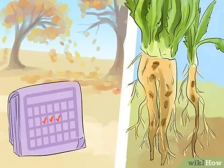 Сбор и использование корней одуванчика, шаг 1