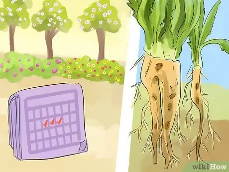 Сбор и использование корней одуванчика, шаг 2