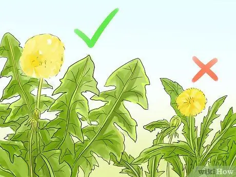 Сбор и использование корней одуванчика Шаг 4