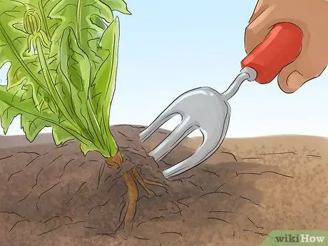 Сбор и использование корней одуванчика Шаг 5