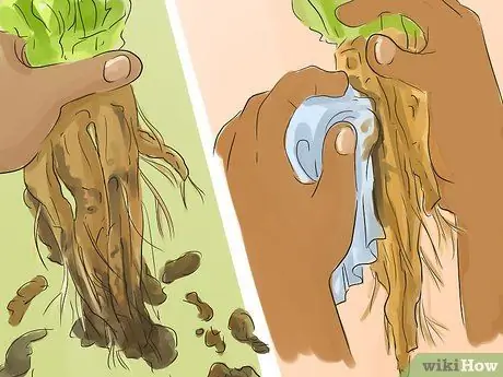 Сбор и использование корней одуванчика Шаг 6