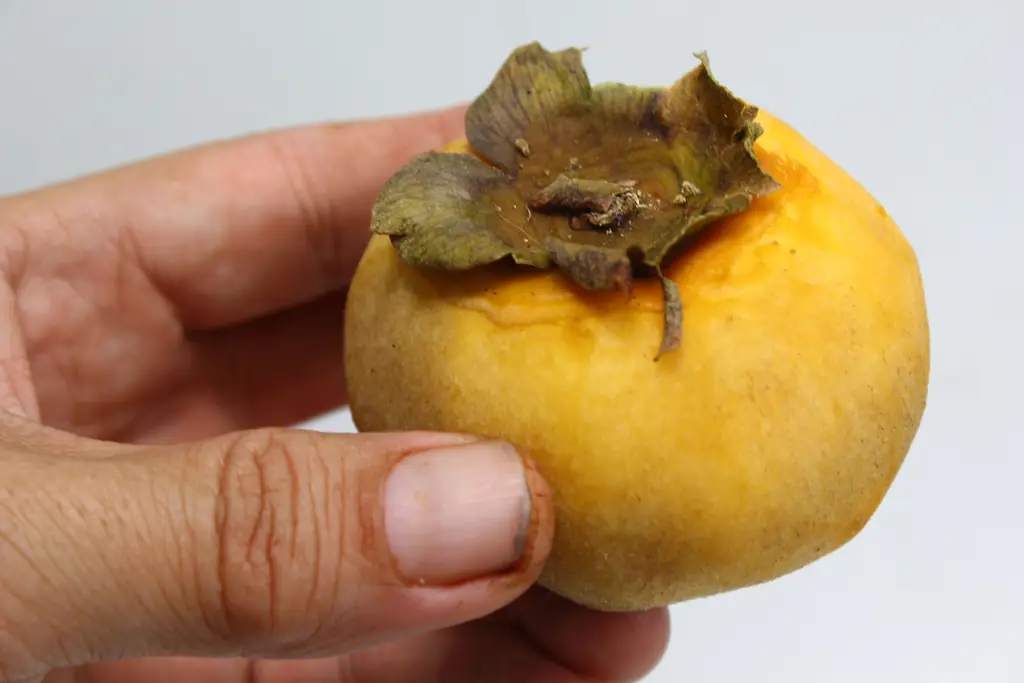 Как сушить хурму: 14 шагов (с иллюстрациями)