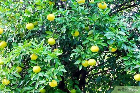 Получите максимум пользы от фруктов Шаг 15