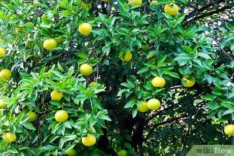 Готовим с зимними фруктами, шаг 2