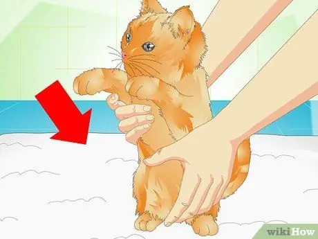 Доставьте кошкам лекарства для ушей Шаг 6