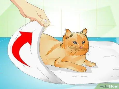 Доставить кошкам лекарства для ушей Шаг 7