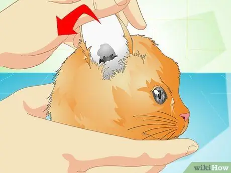 Доставить кошкам лекарства для ушей Шаг 9