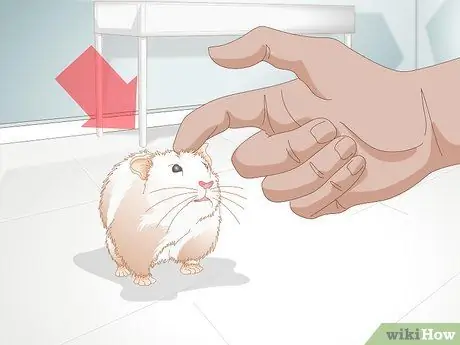 Обрезать ногти хомяка, шаг 1