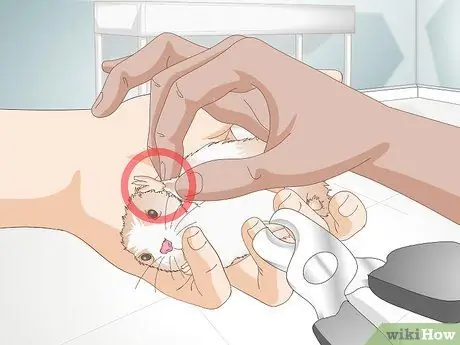 Обрезать ногти хомяка Шаг 16