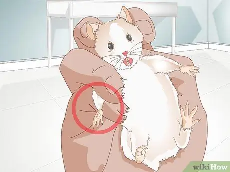 Обрезать ногти хомяка, шаг 3