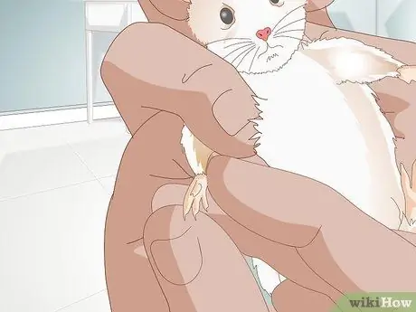 Обрезать ногти хомяка, шаг 4