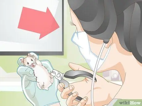 Обрезать ногти хомяка, шаг 5