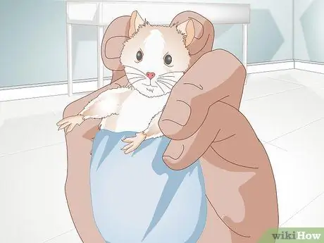 Обрезать ногти хомяка, шаг 7