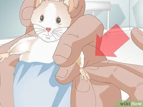 Обрезать ногти хомяка, шаг 8