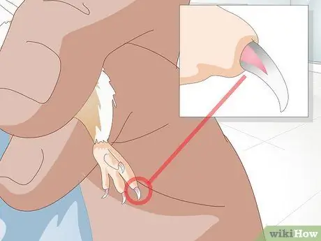 Обрезать ногти хомяка Шаг 9