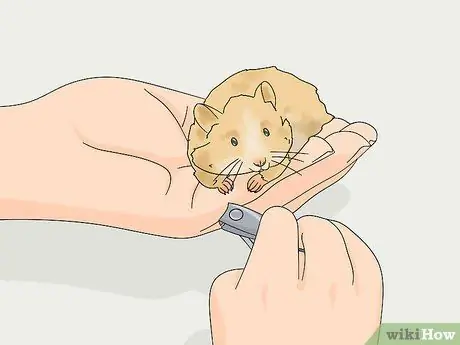 Уход за длинношерстным хомяком Шаг 10