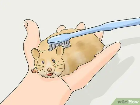 Уход за длинношерстным хомяком Шаг 3